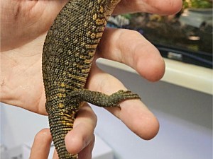 Savannah Monitor